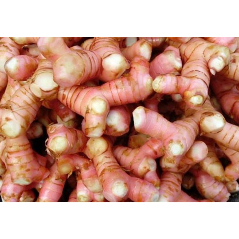 

lengkuas merah pilihan 500gr