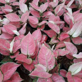 Aglonema pink anjamani Shopee Indonesia Aglonema pink anjamani Shopee Indonesia