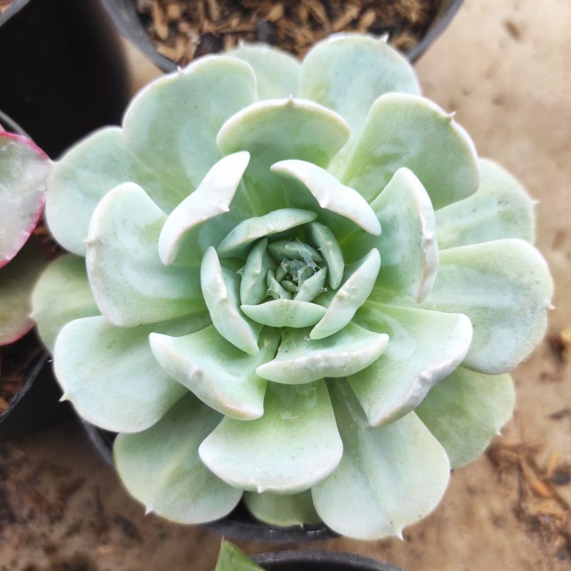 tanaman hias kaktus sukulen paket isi 6pcs