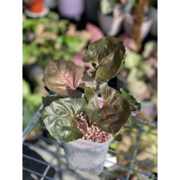 syngonium strawberry ice