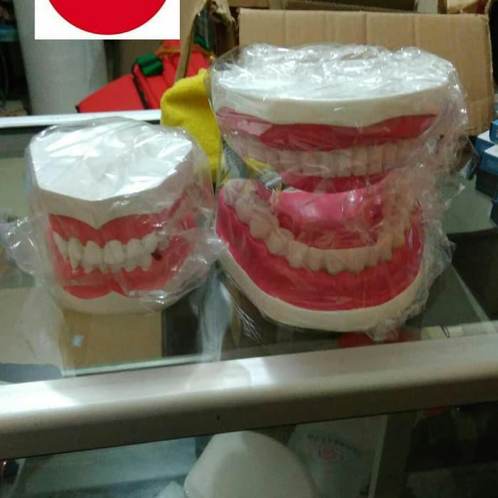 Phantom Manikin Model Gigi Anak Besar