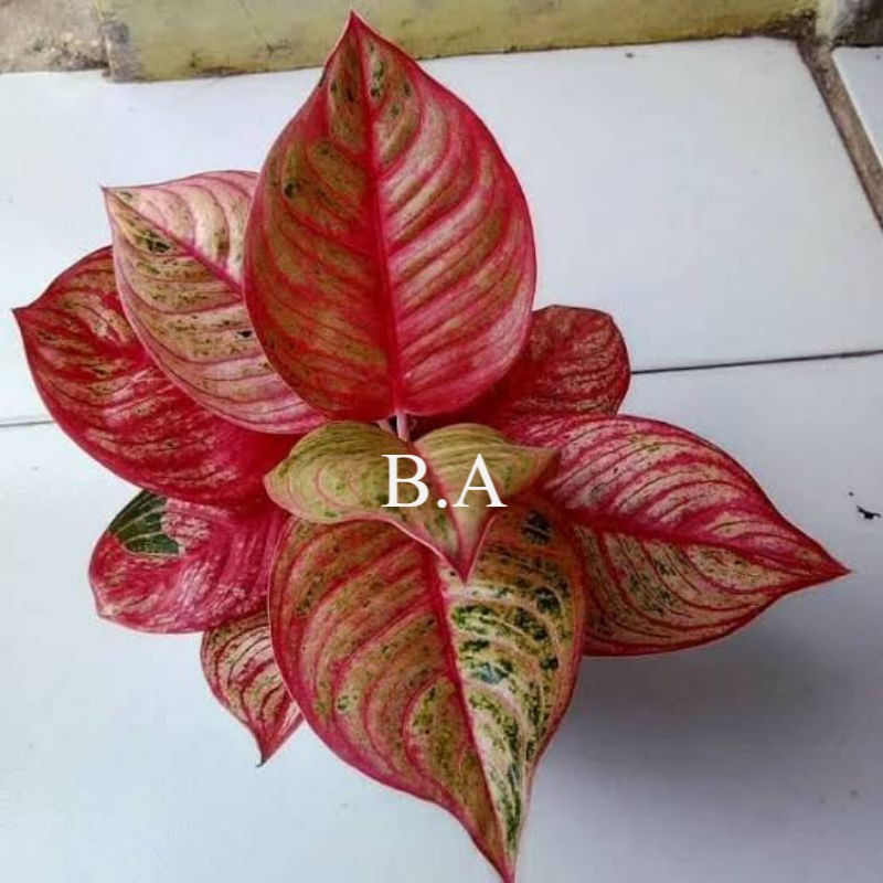 bonggol aglonema DEWI HUGHES (COD)