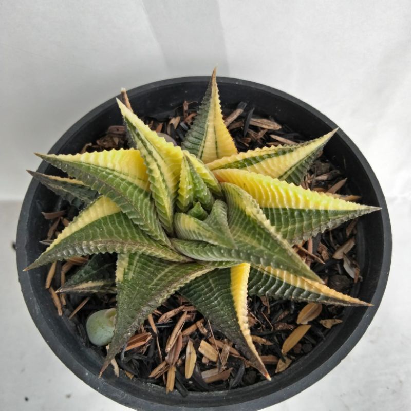 haworthia limi folia