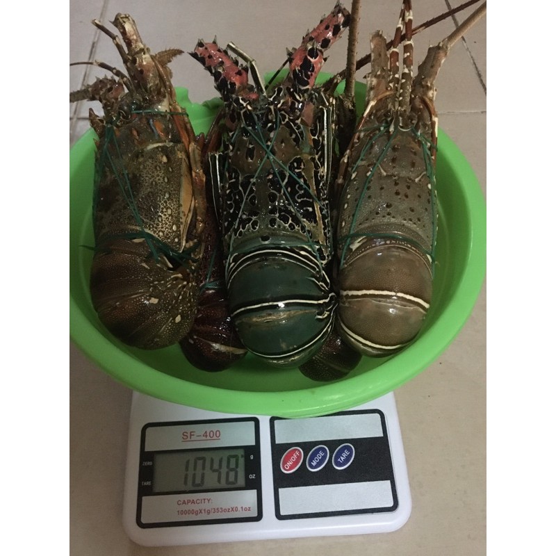 

Lobster Segar Beku