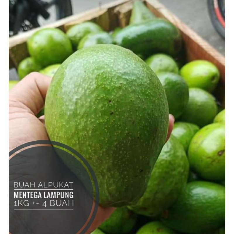 

BUAH ALPUKAT MENTEGA LAMPUNG