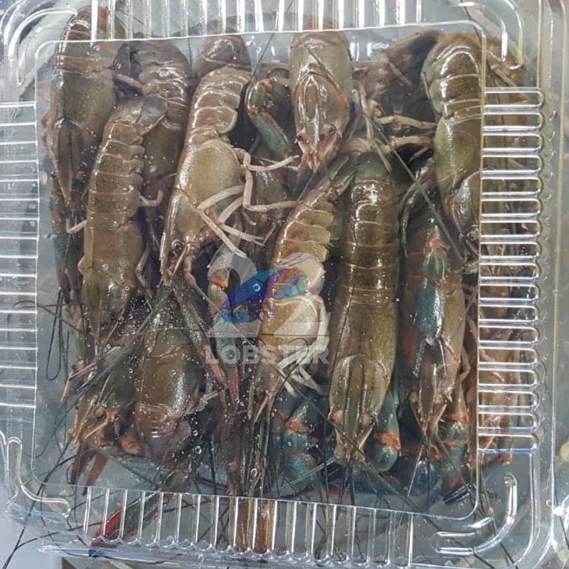 Lobster konsumsi hidup