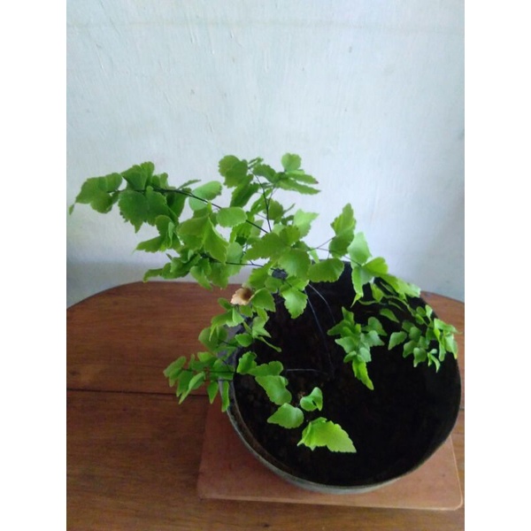 suplir belimbing cristad cantik 2 pot