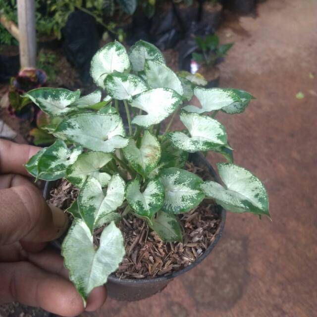 Tanaman Hias Keladi Liliput Caladium Lilyput Keladi Mini Shopee Indonesia