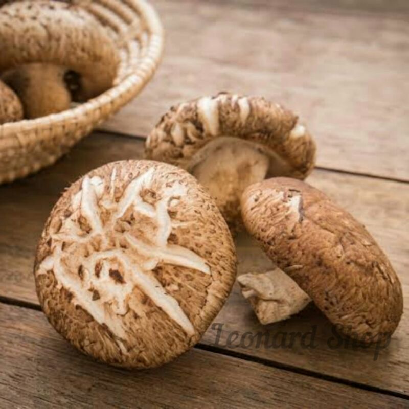 

JAMUR SHITAKE IMPORT 100GR KERING SUPER / SHIITAKE FRAGRANT MUSHROOM / HIOKO / DRIED XIANG GU / SIANGKU BAHAN MASAK SUP HERBAL DAN SAYUR CAPCAY