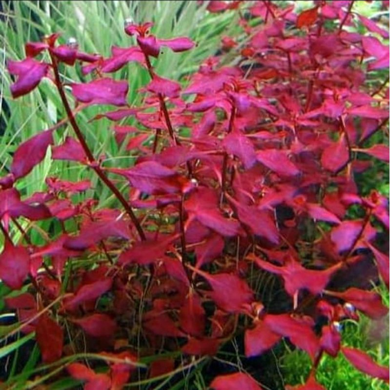 Jual Ludwigia sp red | Shopee Indonesia