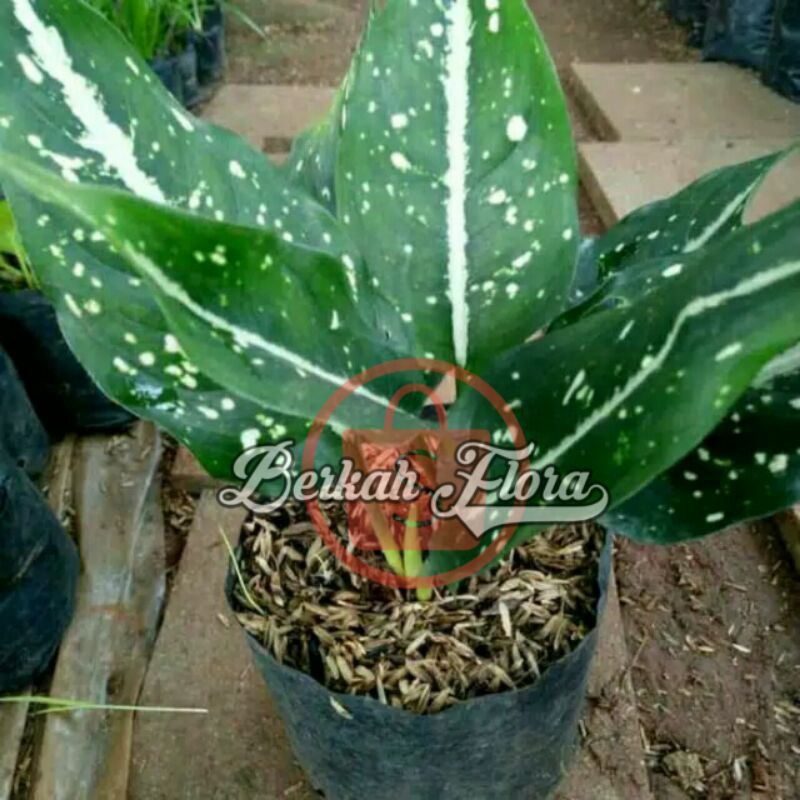 tanaman hias aglonema srikit/aglonema srikit/ aglonema