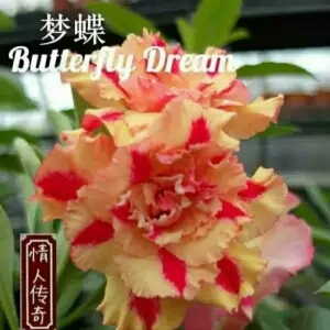 bibit tanaman adenium butterfly dream