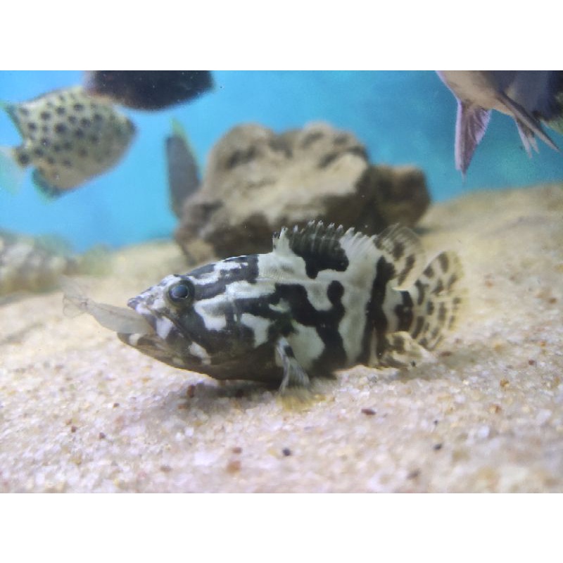 KERAPU CANTANG X BUMBLEBEE FRESHWATER