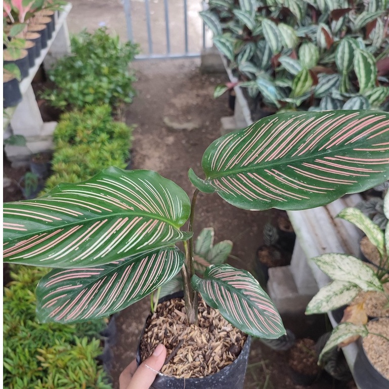 Tanaman Bunga Calathea Sisir Calathea Sisir Murah Terawat dan Segar