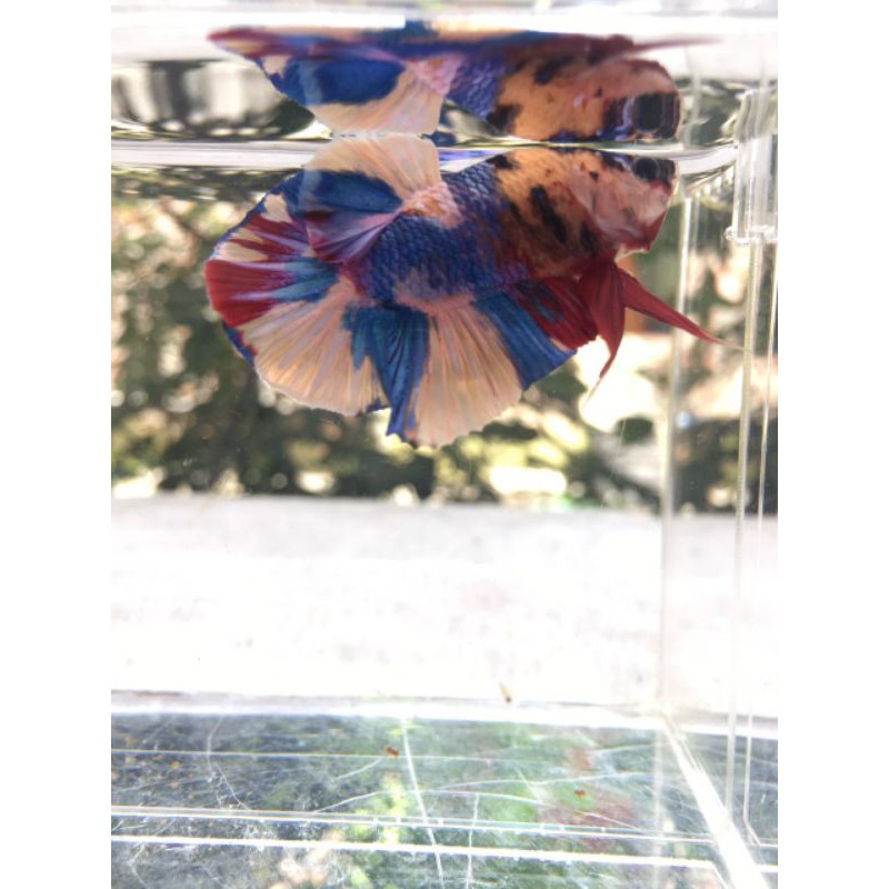 YELLOW BASE MULTICOLOR (Top gread kontes)