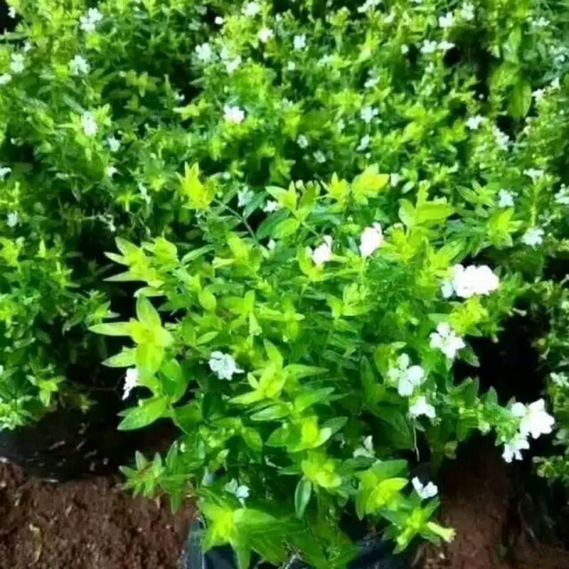 tanaman taiwan beauty bunga putih-pohon taiwan beauty bunga putih-taiwan beauty bunga putih bibit