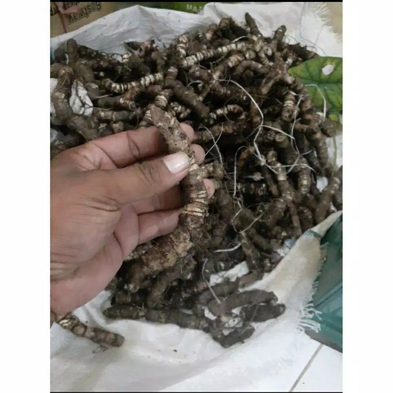 [KILOAN] BIBIT/BONGGOL KEMBANG TULANG TENGKORAK PUCUK KELADI HIAS ALOKASIA/ALOCASIA DRAGON SCALE