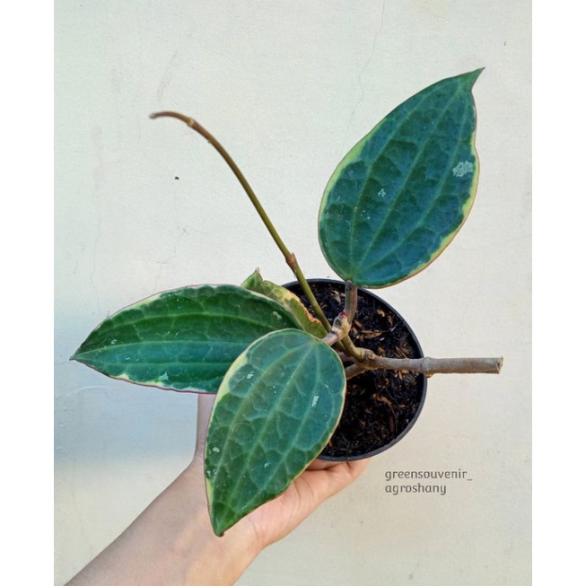 Hoya macrophylla variegata