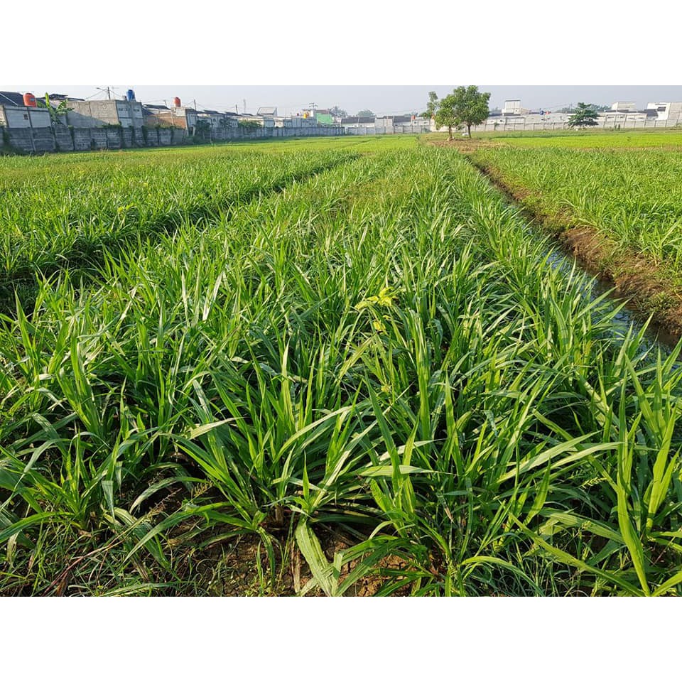 Bibit Rumput Odot Kemasan 1kg Pakan Ternak Shopee Indonesia