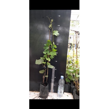 Bibit Anggur Ninel/Jupiter