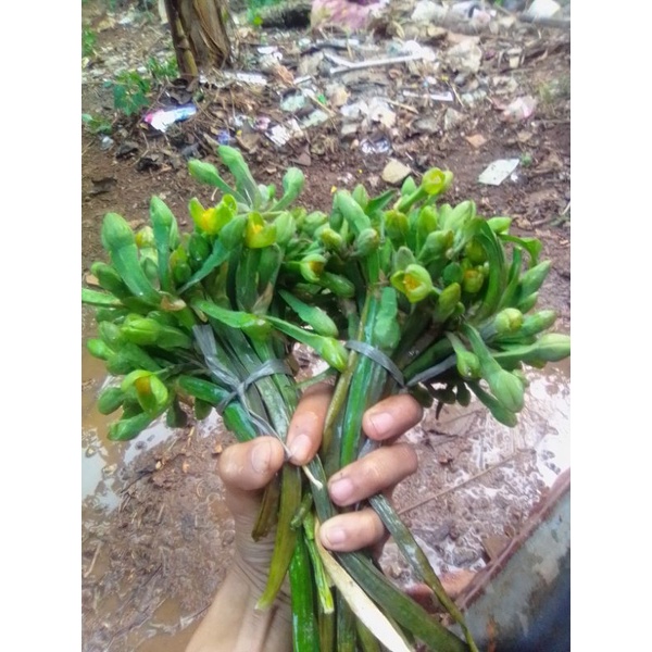 

Sayuran genjer /Bunga genjer segar isi 2 ikat genjer fresh