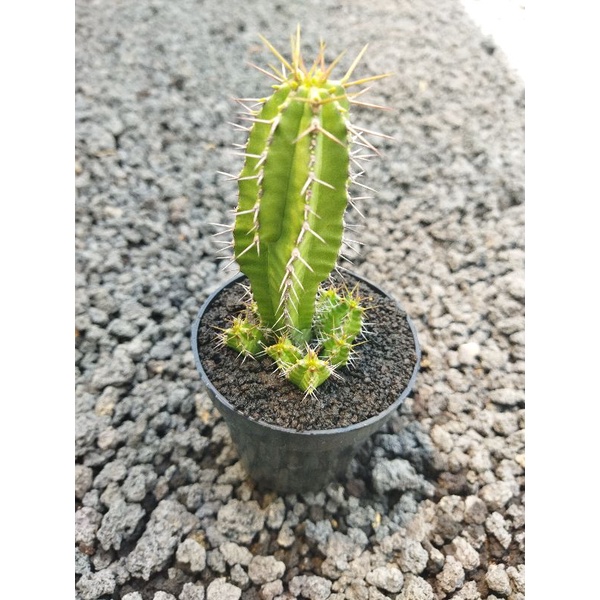 Euphorbia fruiticosa cluster
