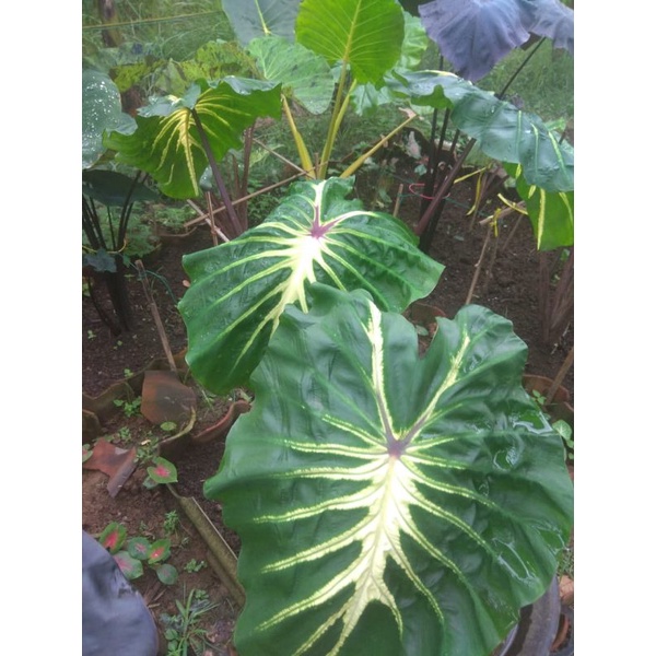 colocasia white lava