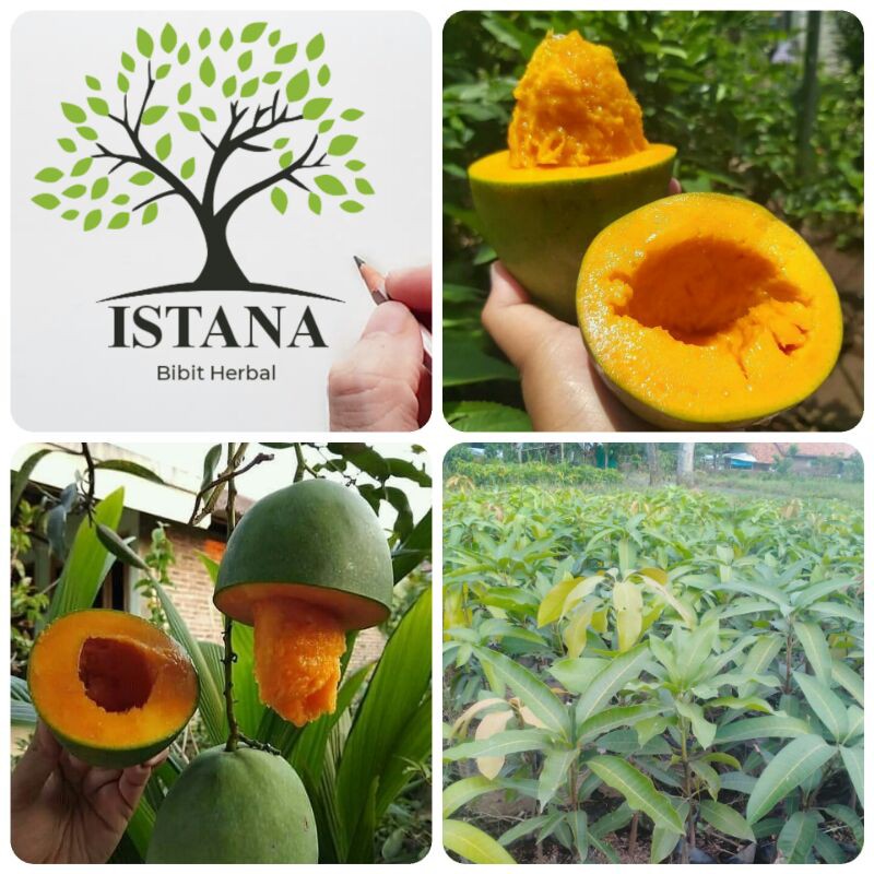 Bibit Tanaman Mangga Alpukat bibit pohon mangga alpukat