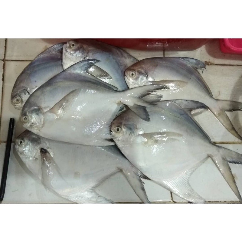 

Ikan Bawal Putih Fresh/Segar Murah