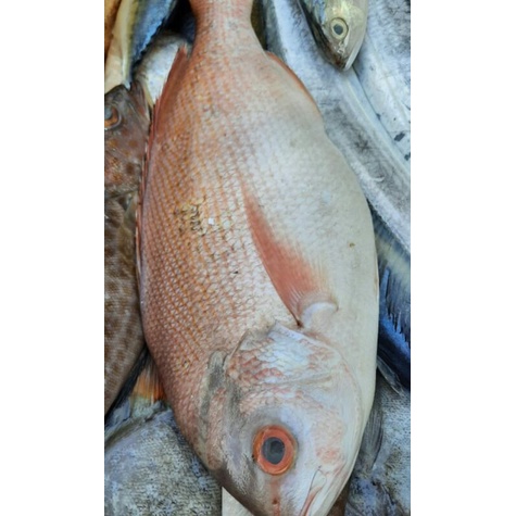 

ikan kakap merah fresh 1kg