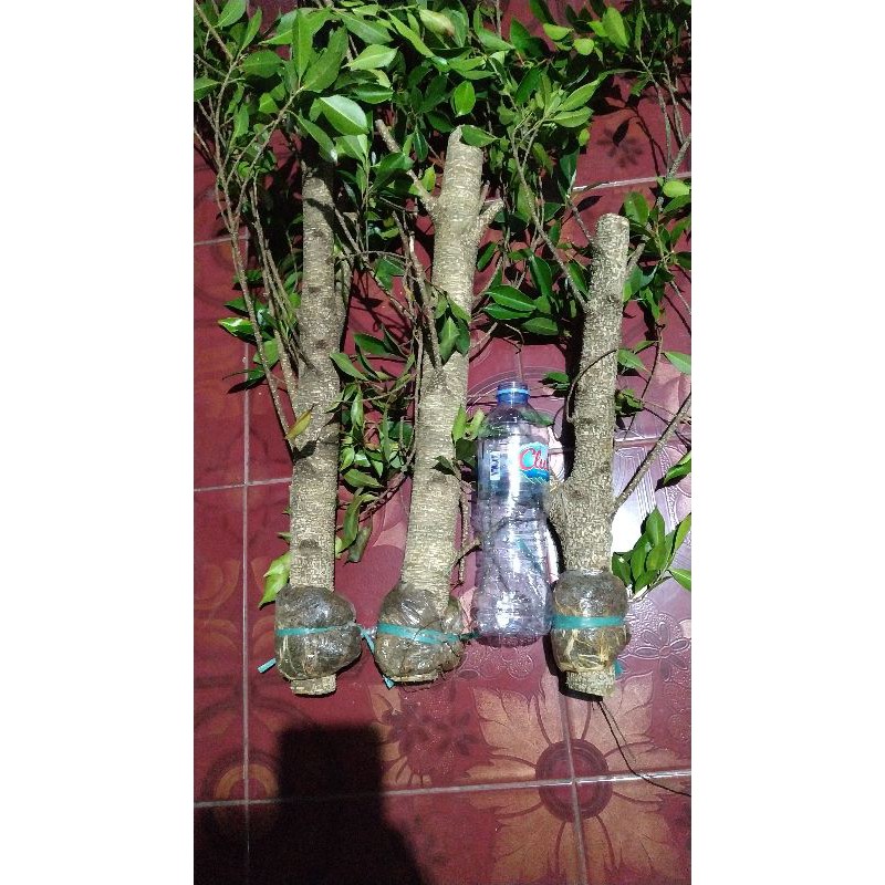 bibit kimeng bahan bonsai ukuran super