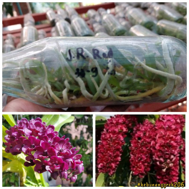Botolan Anggrek Rhynchostylis Gigantea Red  *MOHON BACA DESKRIPSI PRODUK*