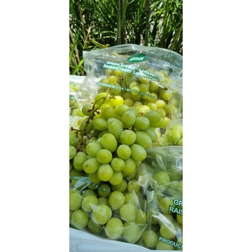 

anggur ivory seedless USA (green grapes)