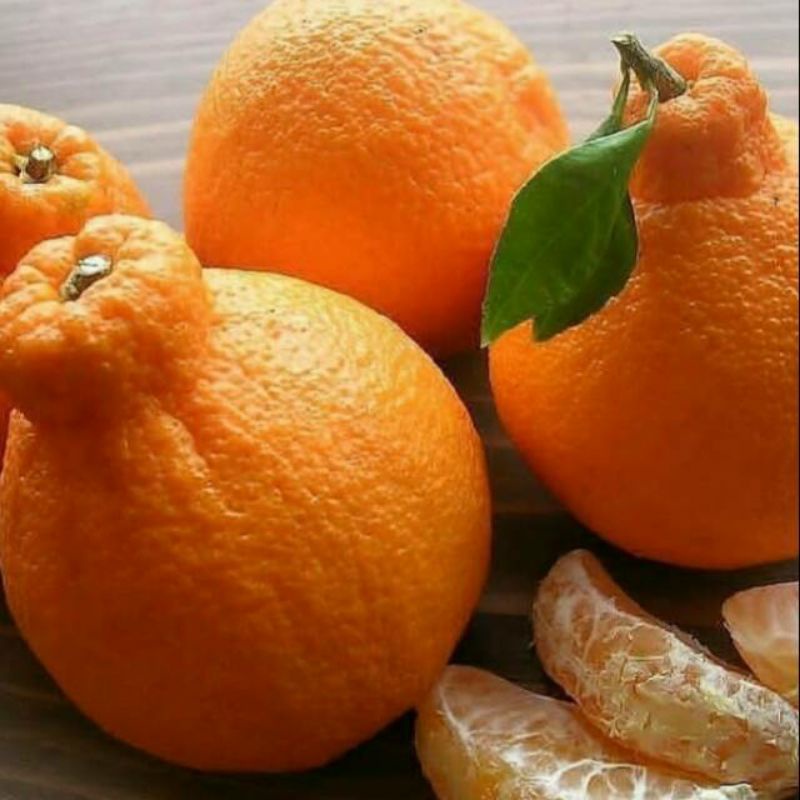 bibit jeruk dekopon okulasi cocok untuk tabulampot