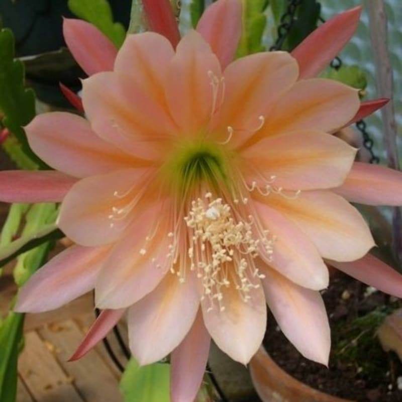 Tanaman Hias Bibit Bunga Wijaya Kusuma Slam Splash -bunga hidup murah-bunga hias-bunga gantung