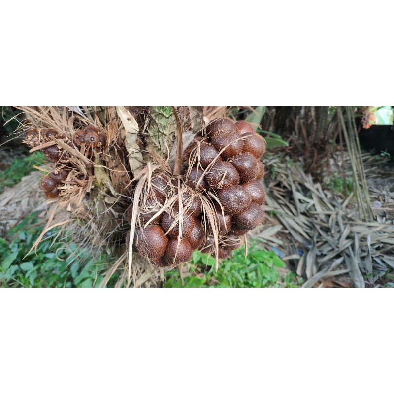 salak pondoh turi organik langsung dari kebun