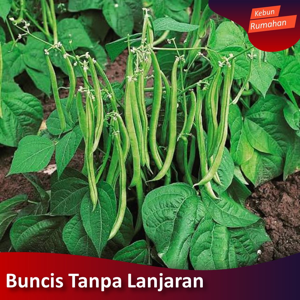15 Biji Benih Sayuran Benih Buncis Tala Tanpa Lanjaran