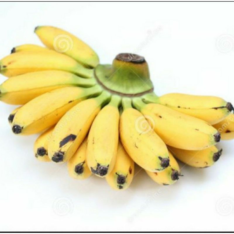 

Pisang mas 1 sisir