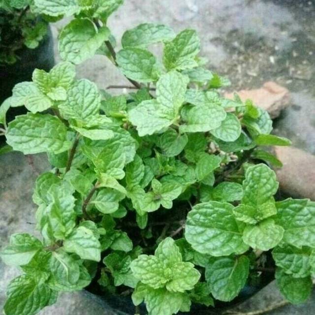 

Daun mint herbal - peppermint