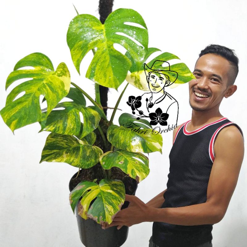 FahriOrchid - Monstera marmorata ekonomis variegata aurea belum tunas ekonomis