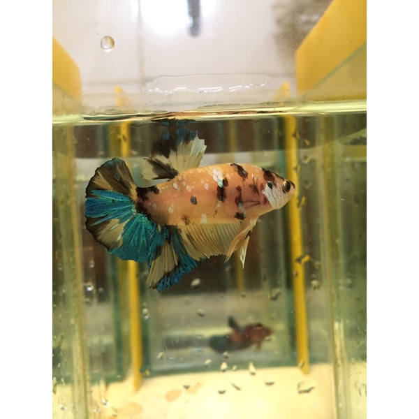 Cupang Yellow Koi Galaxy