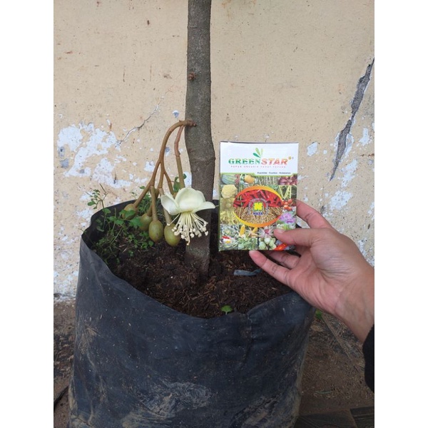 pohon durian sudah berbunga gratis pupuk perangsang buah