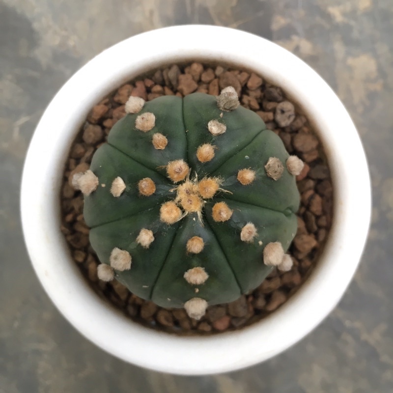 kaktus astro ooibo induk bulu tebal