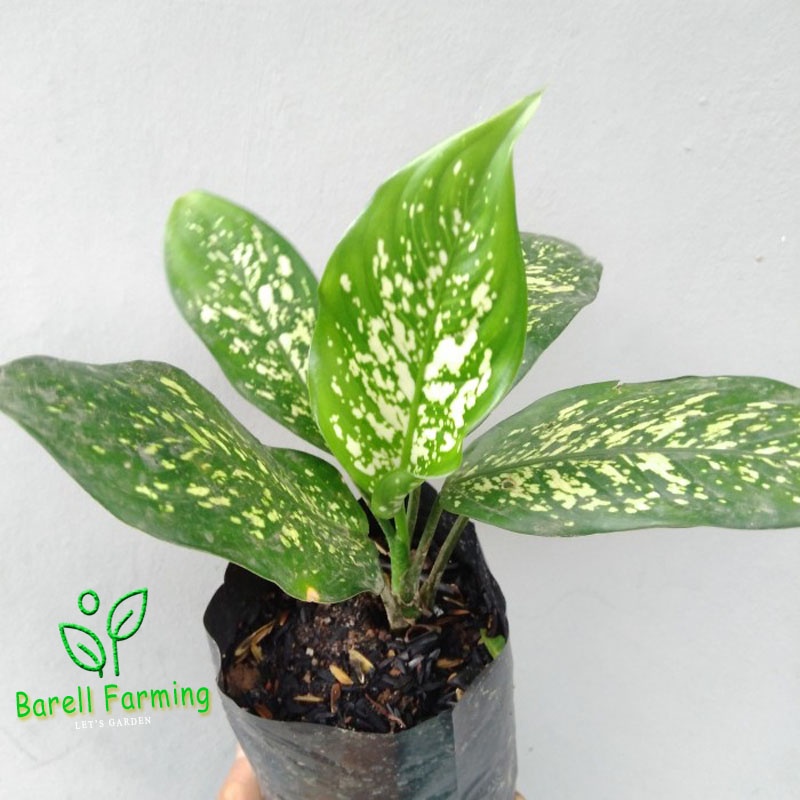 tanaman hias blenceng Sri rejeki/blenceng beras tumpah dieffenbachia sri rejeki aglonema beras wutah