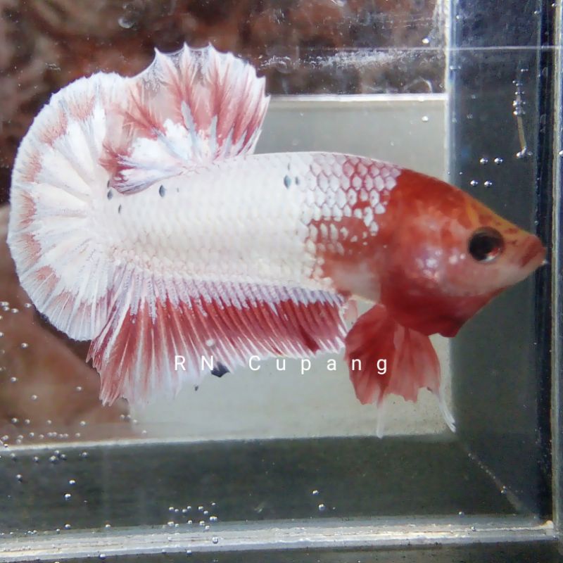 Cupang Plakat White Scale