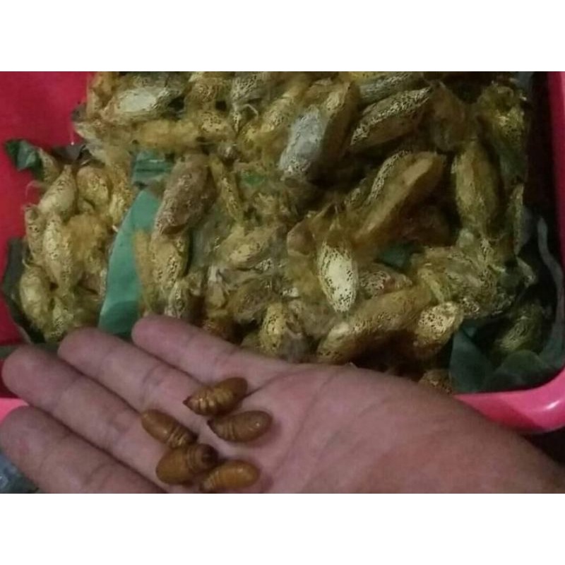 Entung Alpukat Umpan Sugar Glider isi 15pcs / Entung Alpukat isi 15ekor / Pelor Isi 15