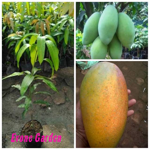 Bibit buah mangga kiojay