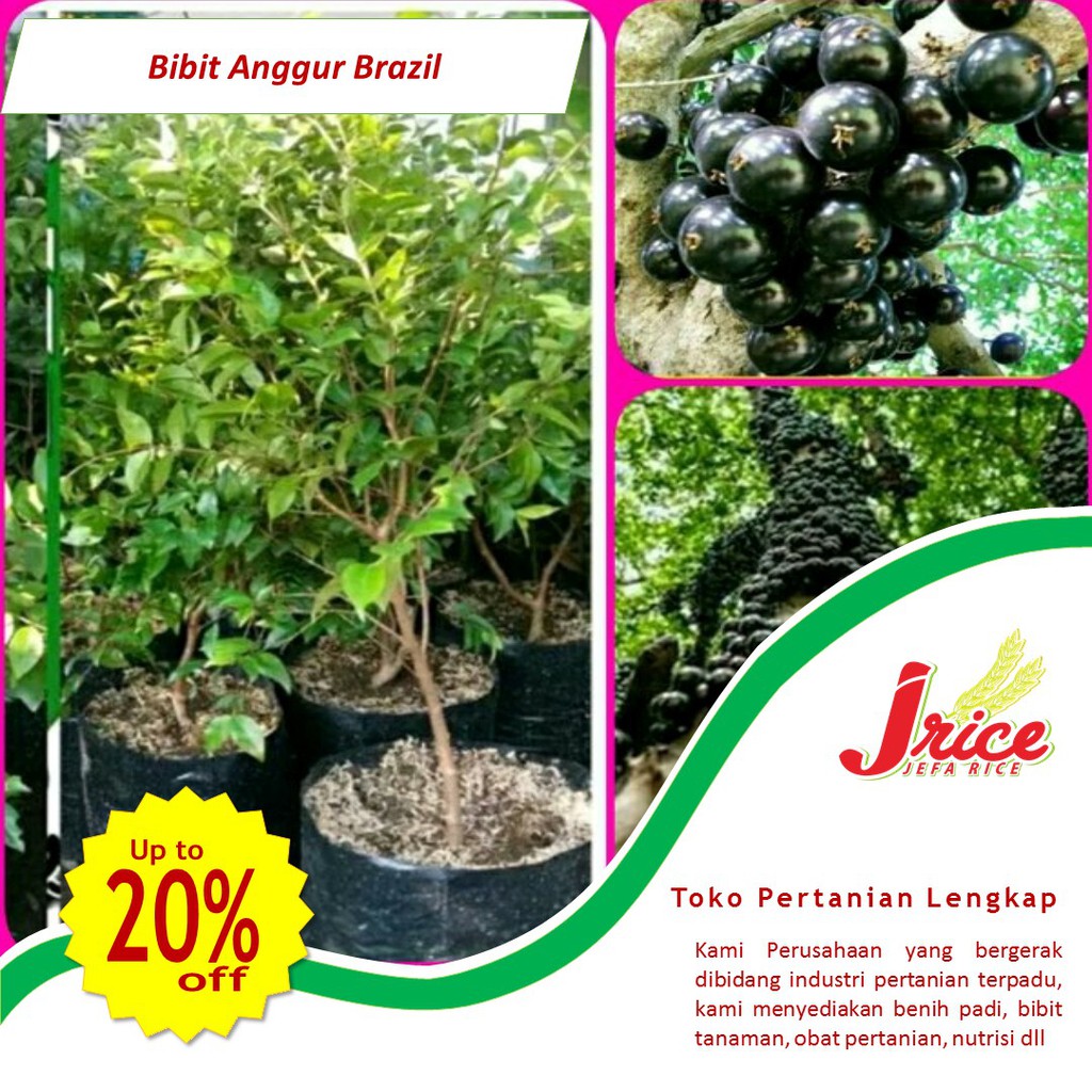 BIBIT ANGGUR BRAZIL PRECO HASIL CANGKOK SIAP BUAH BIBIT ANGGUR IMPORT
