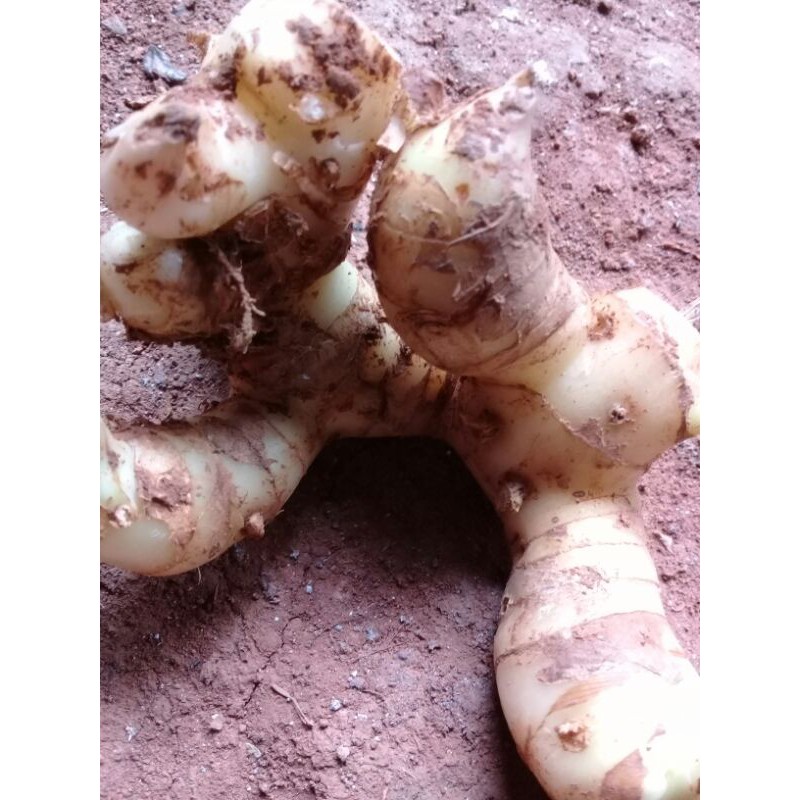 

lengkuas / laos jawa 1kg