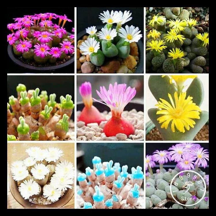 Paket 9 Jenis Biji Benih Kaktus Lithops - Import Termurah